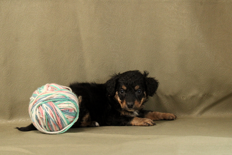 puppy, for, sale, Mini Bernedoodle F2, Matthew B. Stoltzfus, dog, breeder, Gap, PA, dog-breeder, puppy-for-sale, forsale, nearby, find, puppyfind, locator, puppylocator, aca